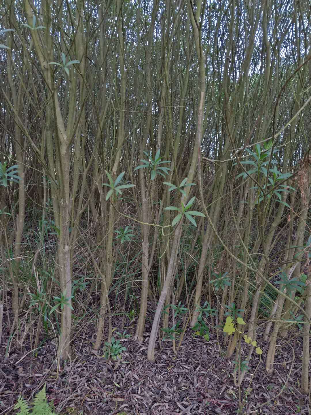 丛生夹竹桃