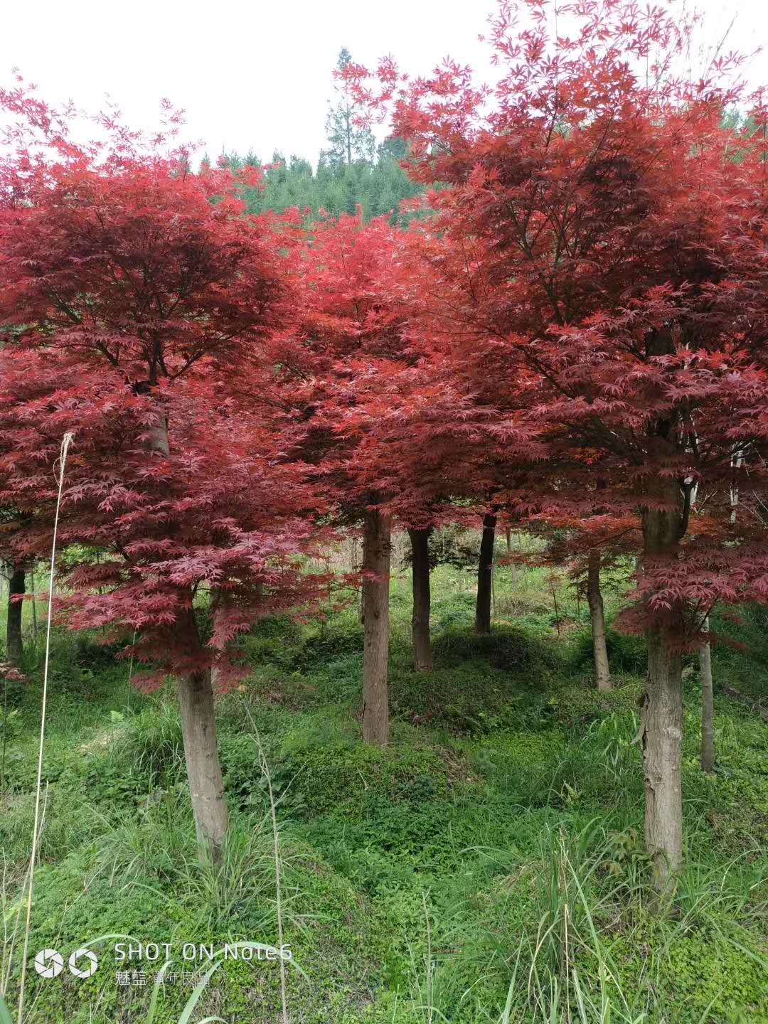 红枫