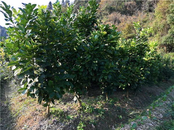 8公分柚子树