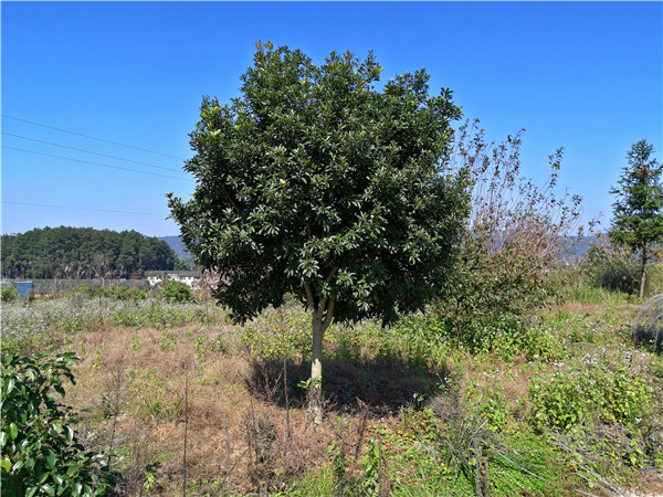 高杆绿化杨梅树米径10公分