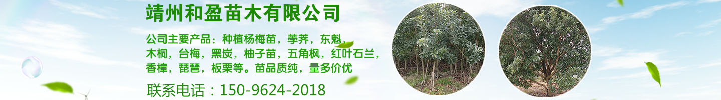 靖州和盈苗木有限公司-靖州县断根及移栽杨梅树苗、桂花树、柚子树（黄金贡柚、红心柚、沙田柚）、黄桃树、大五星枇杷树、美国红枫、红叶石楠、