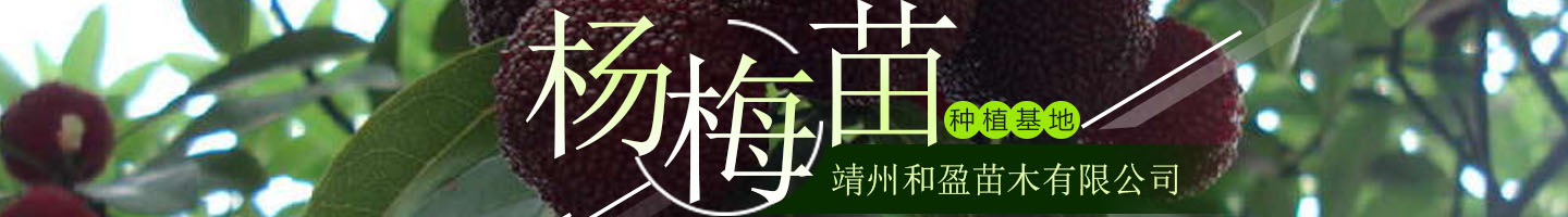 靖州和盈苗木有限公司  3456789公分杨梅树、嫁接杨梅苗；板栗树、柚子树、枇杷树、金秋梨树苗、黑老虎、脐橙、柑橘树苗、桃树、五角枫、红枫、大樱桃树