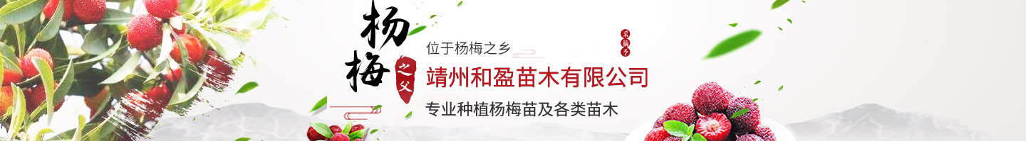 靖州和盈苗木有限公司-靖州县断根及移栽杨梅树苗、桂花树、柚子树（黄金贡柚、红心柚、沙田柚）、黄桃树、大五星枇杷树、美国红枫、红叶石楠、