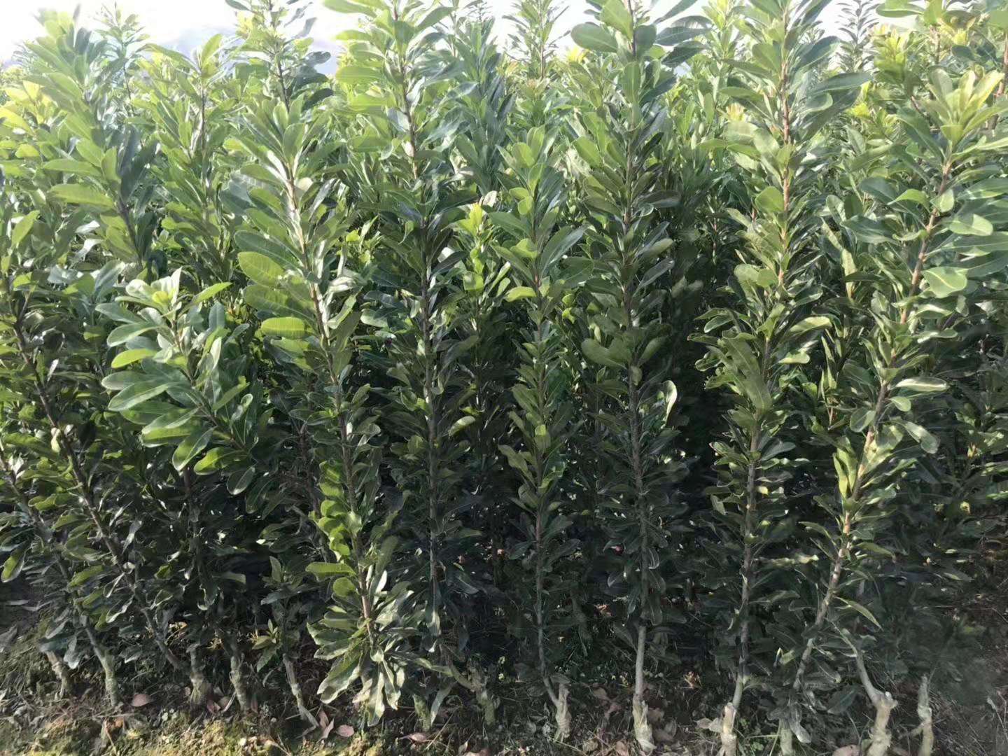 靖州和盈苗木有限公司-靖州县断根及移栽杨梅树苗、桂花树、柚子树(黄金贡柚、红心柚、沙田柚)、黄桃树、大五星枇杷树、美国红枫、红叶石楠 靖州和盈苗木有限公司-靖州县断根及移栽杨梅树苗、桂花树、柚子树(黄金贡柚、红心柚、沙田柚)、黄桃树、大五星枇杷树、美国红枫、红叶石楠