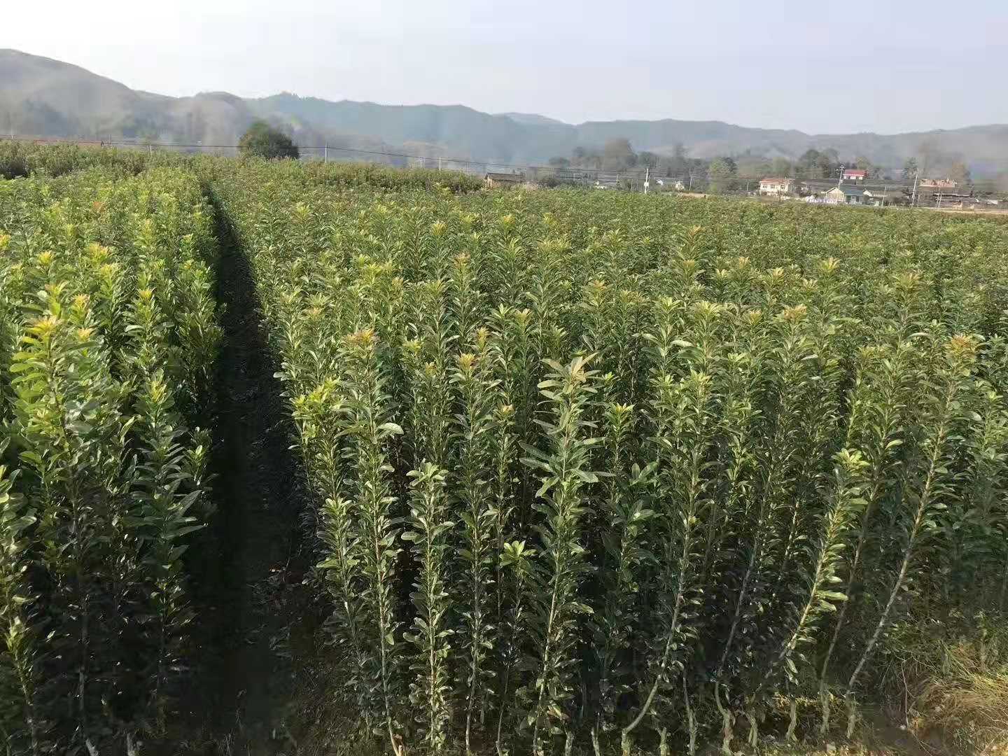 靖州和盈苗木有限公司-靖州县断根及移栽杨梅树苗、桂花树、柚子树(黄金贡柚、红心柚、沙田柚)、黄桃树、大五星枇杷树、美国红枫、红叶石楠 靖州和盈苗木有限公司-靖州县断根及移栽杨梅树苗、桂花树、柚子树(黄金贡柚、红心柚、沙田柚)、黄桃树、大五星枇杷树、美国红枫、红叶石楠