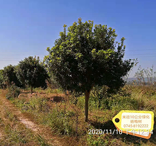 湖南森福木业有限公司,木结构别墅建造及制作,木凉亭建造及制作,木栈道建造及制作 湖南森福木业有限公司,木结构别墅建造及制作,木凉亭建造及制作,木栈道建造及制作
