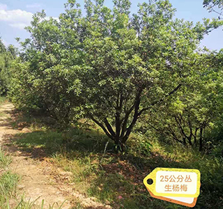 湖南森福木业有限公司,木结构别墅建造及制作,木凉亭建造及制作,木栈道建造及制作 湖南森福木业有限公司,木结构别墅建造及制作,木凉亭建造及制作,木栈道建造及制作