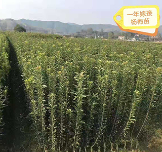 湖南森福木业有限公司,木结构别墅建造及制作,木凉亭建造及制作,木栈道建造及制作