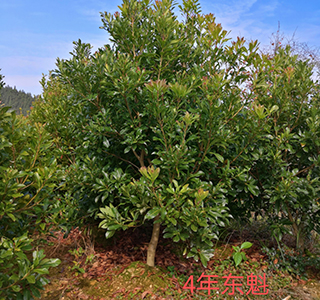 湖南森福木业有限公司,木结构别墅建造及制作,木凉亭建造及制作,木栈道建造及制作 湖南森福木业有限公司,木结构别墅建造及制作,木凉亭建造及制作,木栈道建造及制作