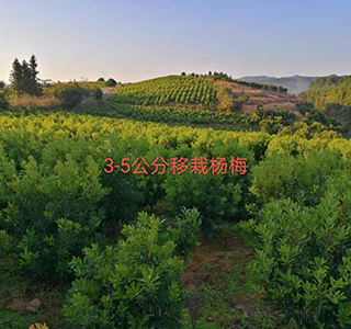 湖南森福木业有限公司,木结构别墅建造及制作,木凉亭建造及制作,木栈道建造及制作 湖南森福木业有限公司,木结构别墅建造及制作,木凉亭建造及制作,木栈道建造及制作
