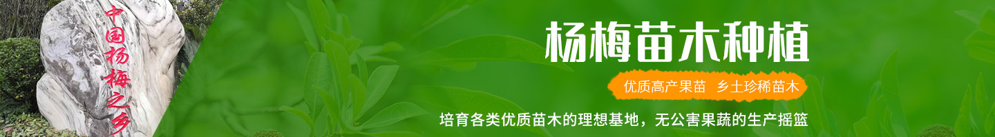 靖州和盈苗木有限公司-靖州县断根及移栽杨梅树苗、桂花树、柚子树（黄金贡柚、红心柚、沙田柚）、黄桃树、大五星枇杷树、美国红枫、红叶石楠、