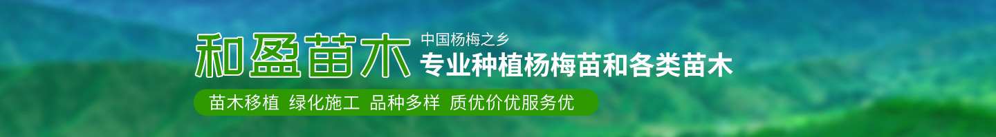 靖州和盈苗木有限公司-靖州县断根及移栽杨梅树苗、桂花树、柚子树（黄金贡柚、红心柚、沙田柚）、黄桃树、大五星枇杷树、美国红枫、红叶石楠、