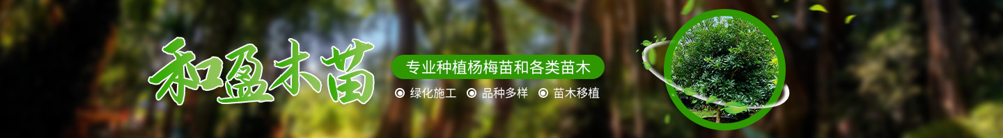 靖州和盈苗木有限公司-靖州县断根及移栽杨梅树苗、桂花树、柚子树（黄金贡柚、红心柚、沙田柚）、黄桃树、大五星枇杷树、美国红枫、红叶石楠、